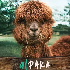 Alpaka czułości