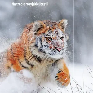 Tygrys Na tropie rosyjskiej bestii